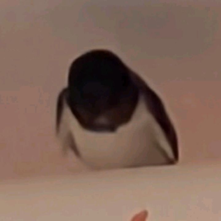 かめぴ
