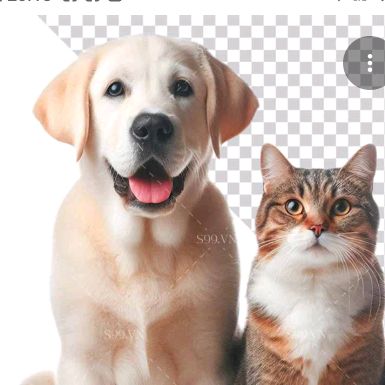 Funny Video Dogs Cats