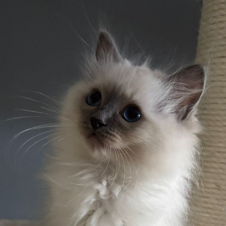 Mika the Ragdoll