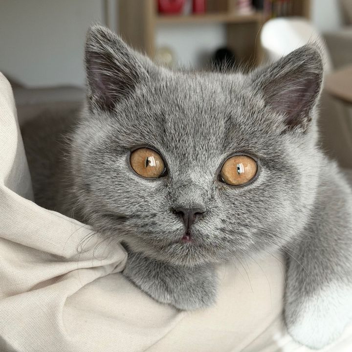 Boo 👻