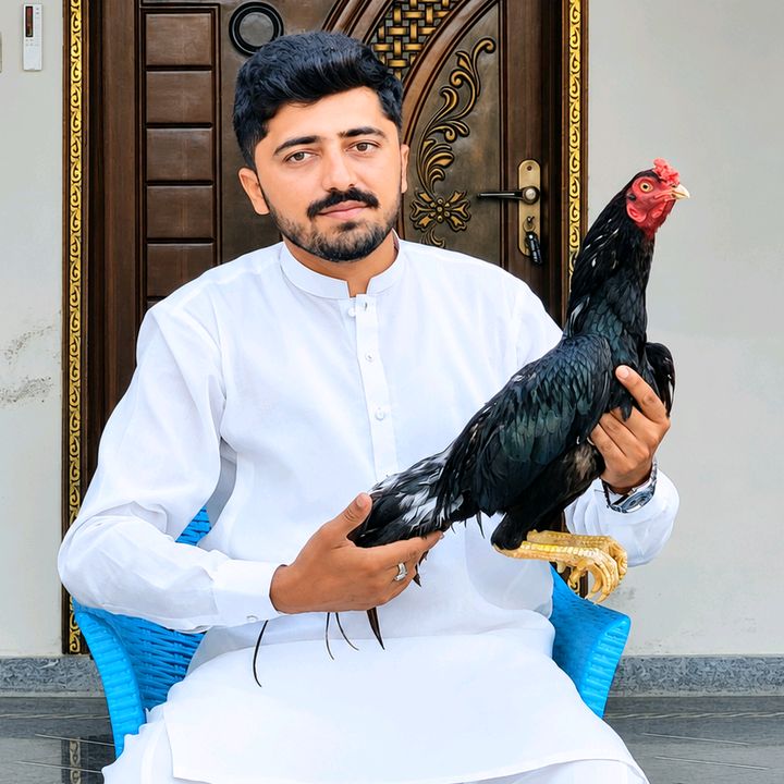 Cheema Aseel