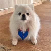 lord_alemao