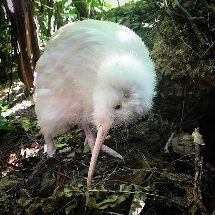 kiwi bird