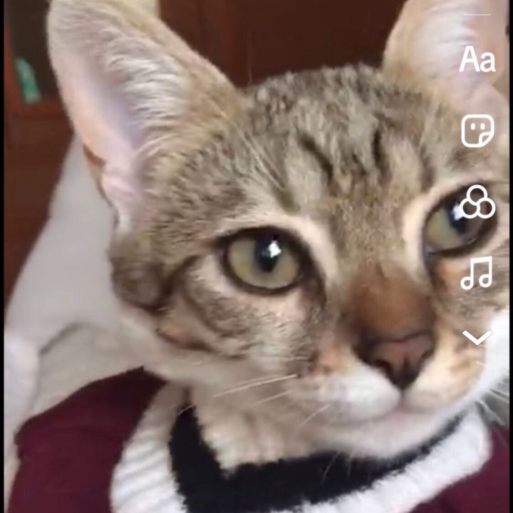amoigatti83