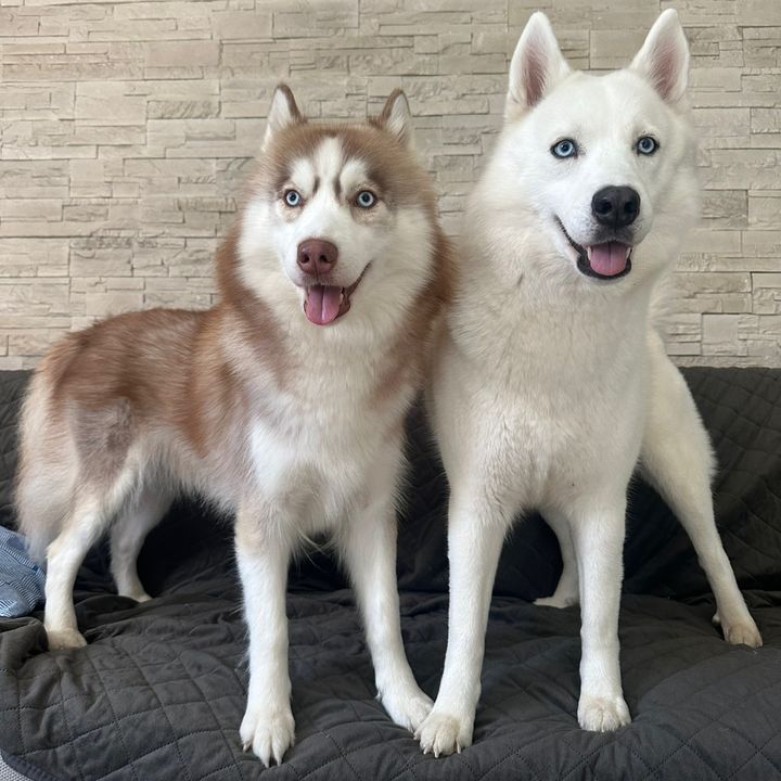 Fur4Friends