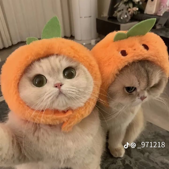 SophiacaJkgCWy