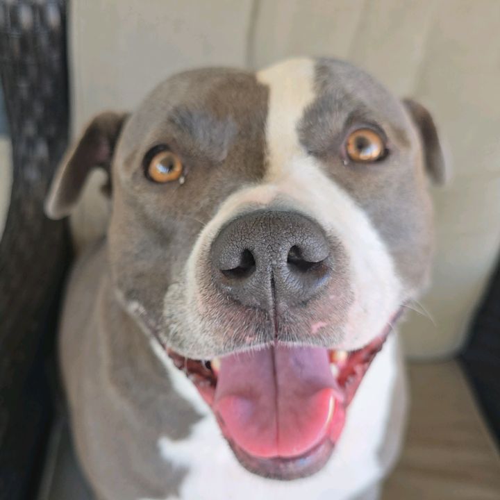 Chloe pitbull1