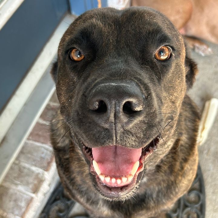 Bruiserpaws1111