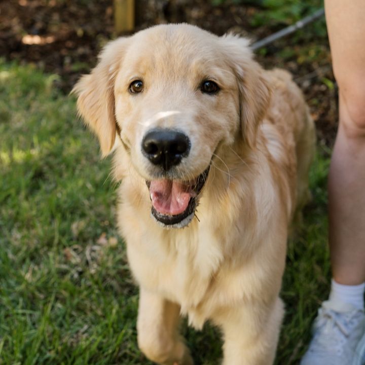 Livvy the Golden