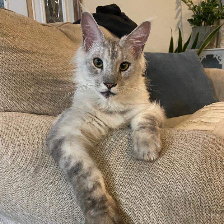 saberboy