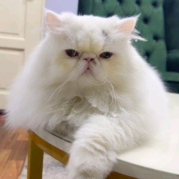 gerrycat