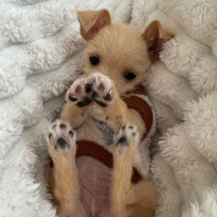 I Love Chihuahuas