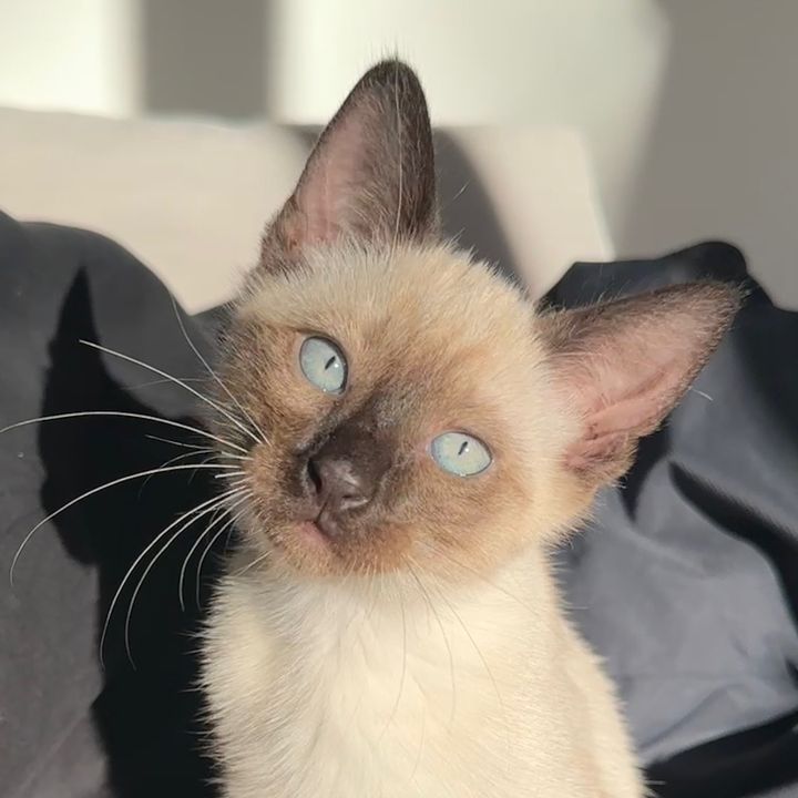 Katenchy