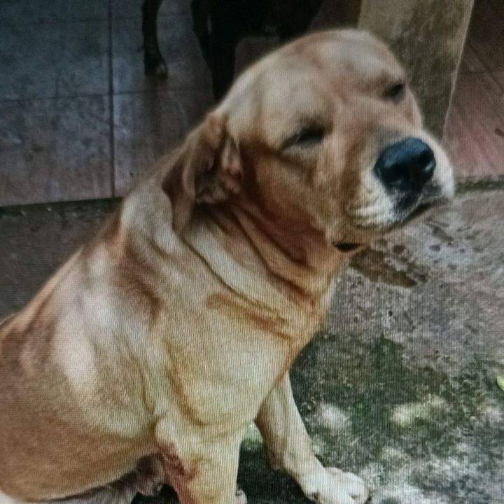 CÃOMARELLOSHOP