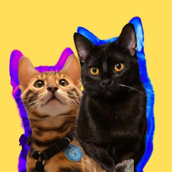 Echo & Salvatore