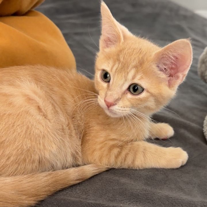 GingerCat