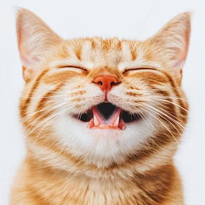 funny.cats.official