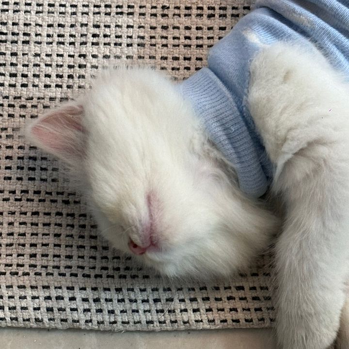 🌸your cat kawiesie🌸