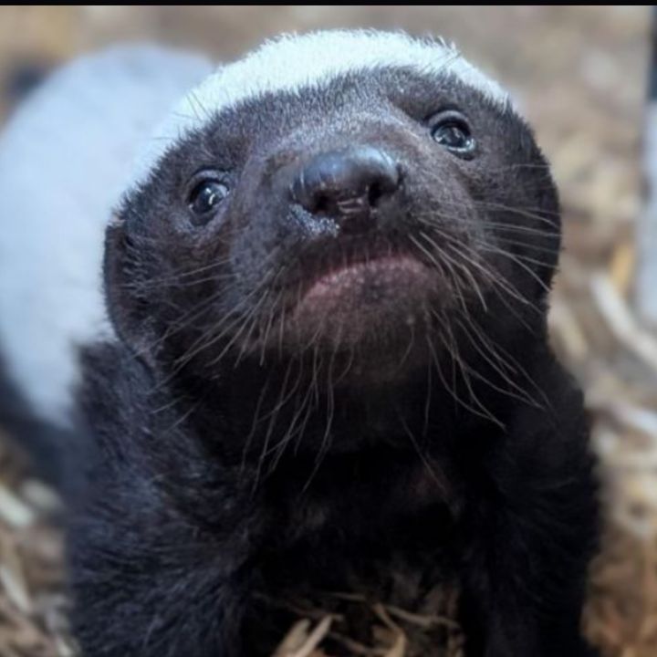 Honey Badger