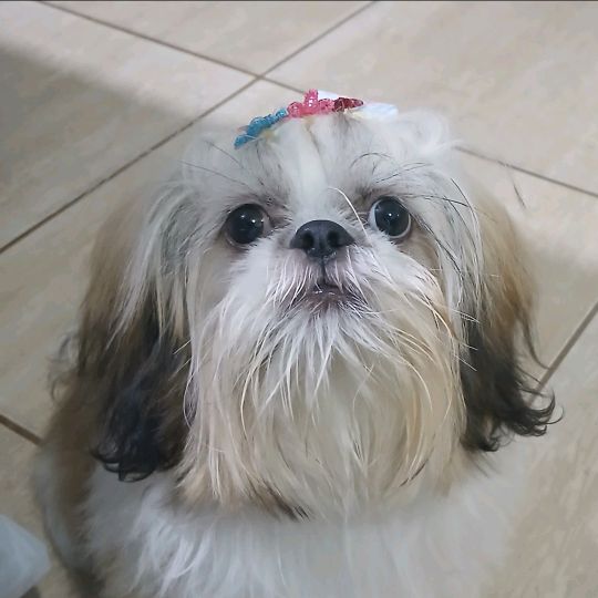 Larissa e Maya a Shihtzu
