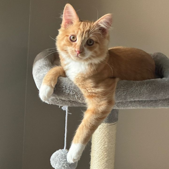 OllieCat