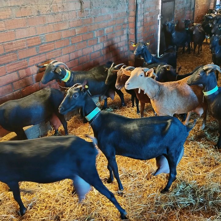 herreroganadería🇪🇦🇪🇦