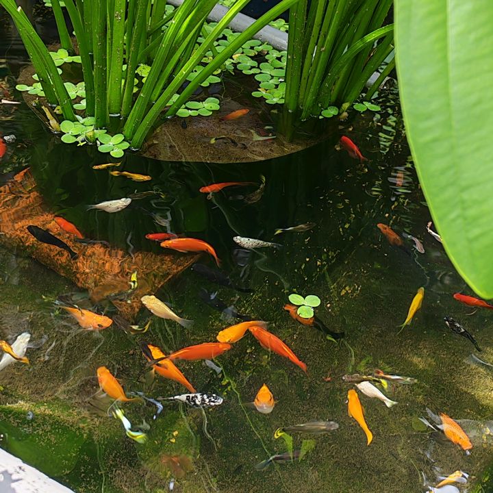 Chuyên Làm Đẹp