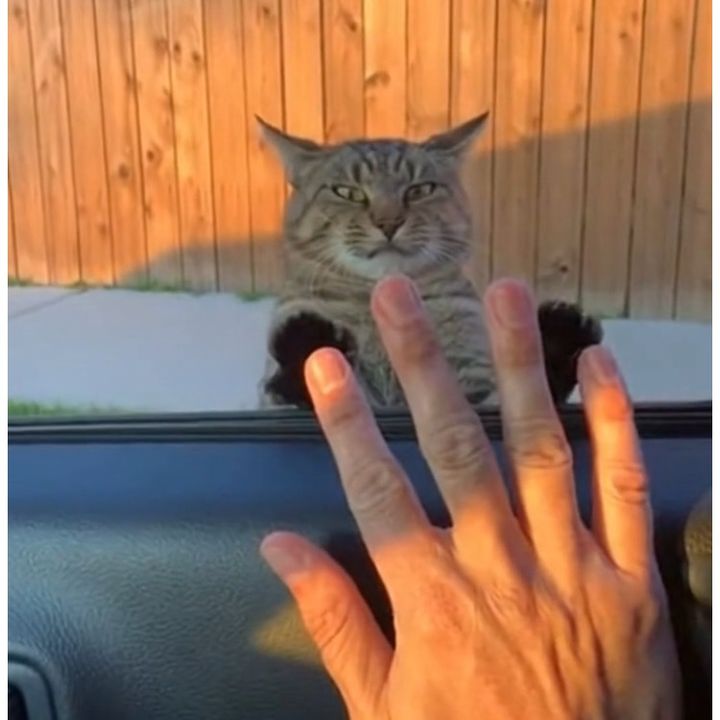 Ultimate Pet Finds