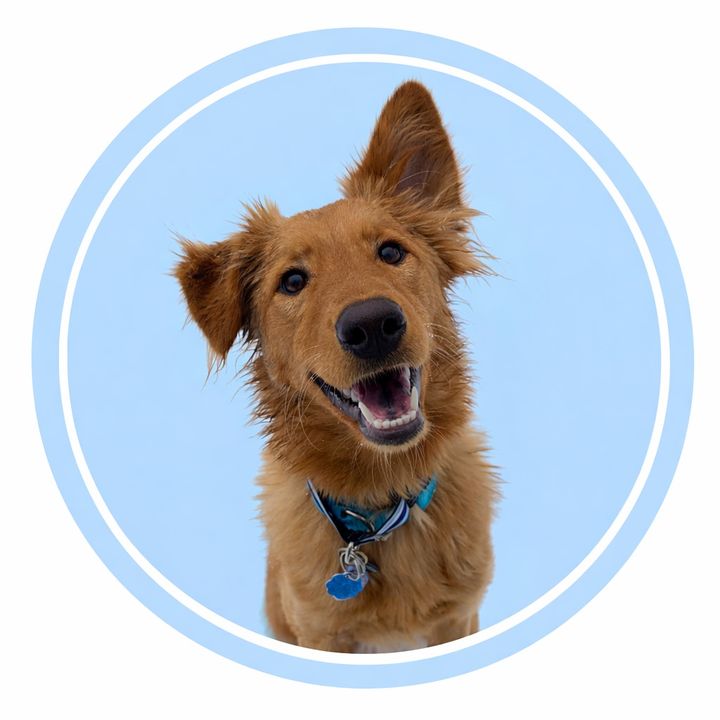 Penny | NYC Rescue Dog 🦊