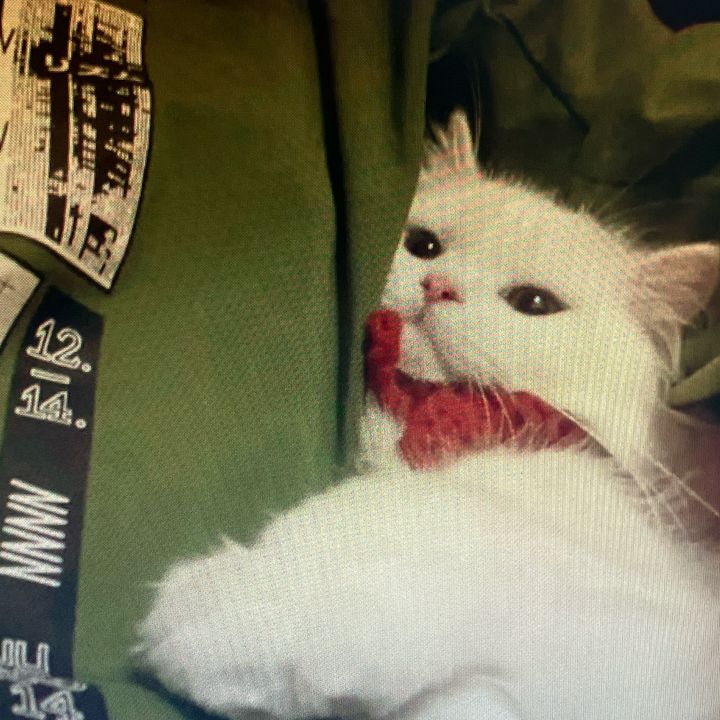 nntt
