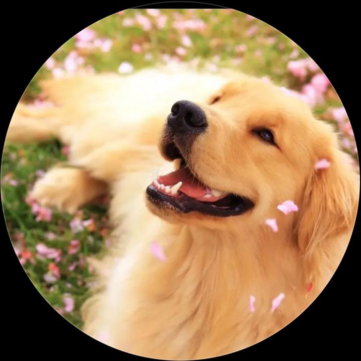 Petty dog