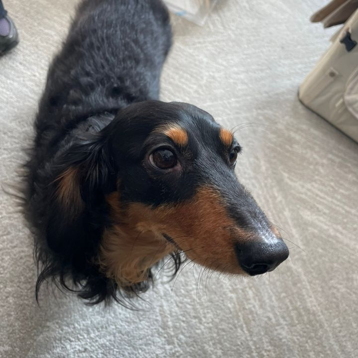 forpawpeople