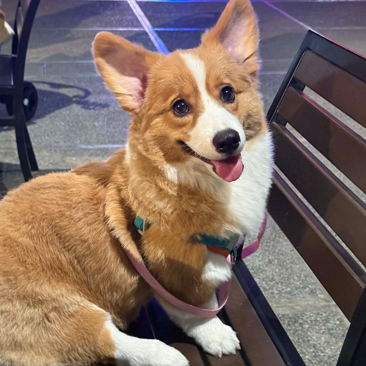 Kikay the Corgi