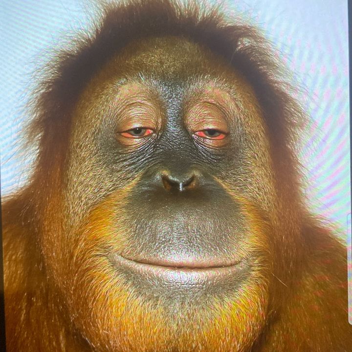 gurilaensina
