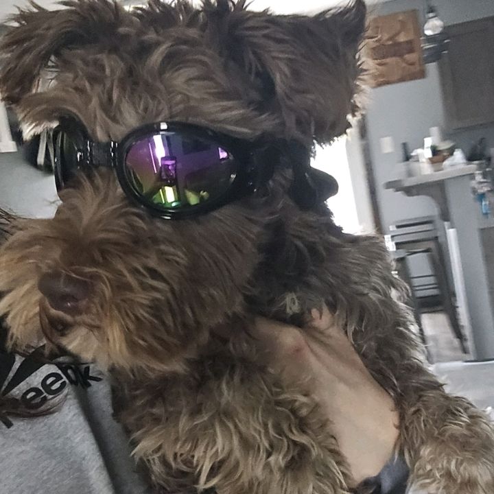 Midwest Schnauzer