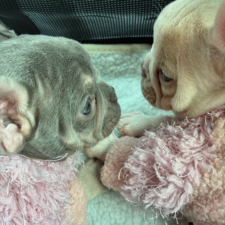 frenchiefineness