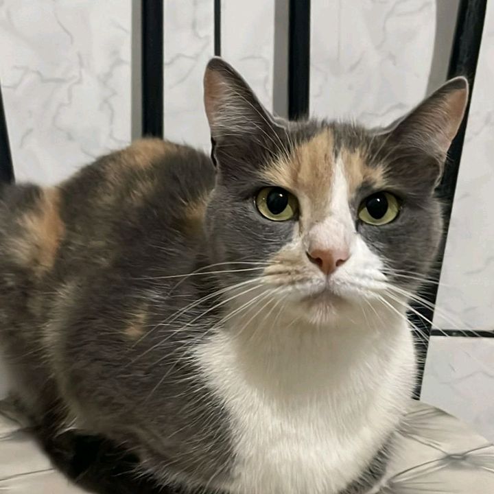 cantinho da Jô