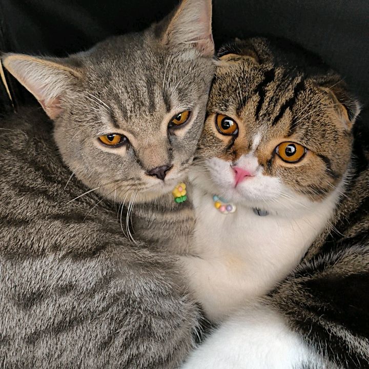 Noo pet
