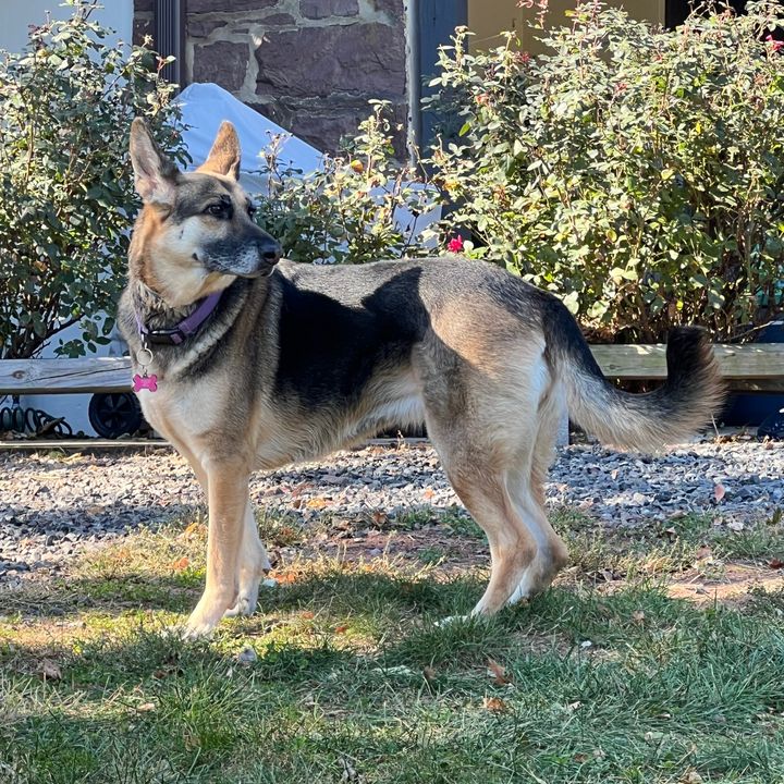 Luna The German Shepherd