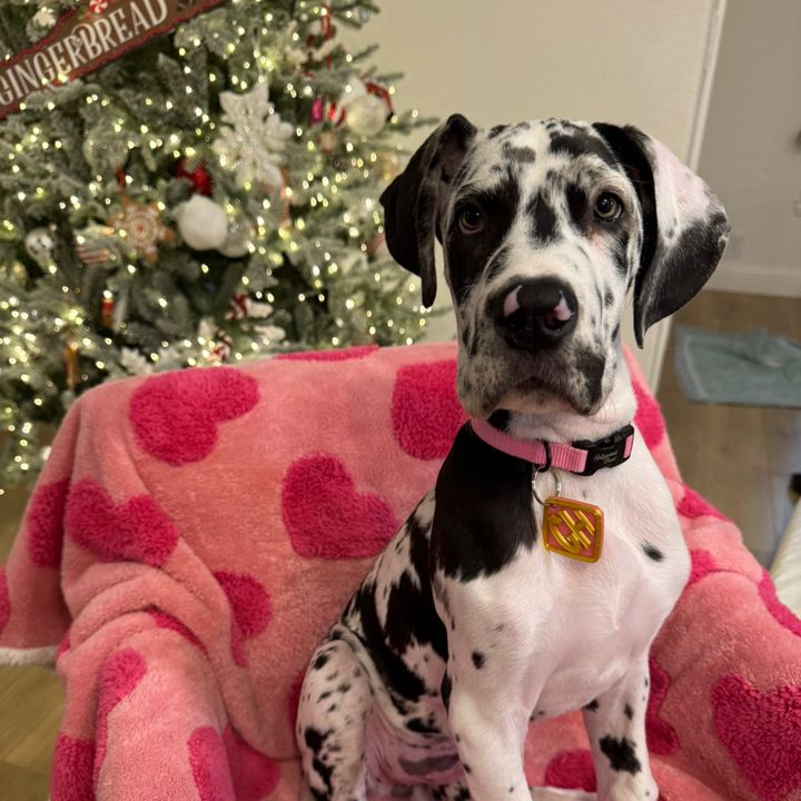 Pawsome Giselle 💖