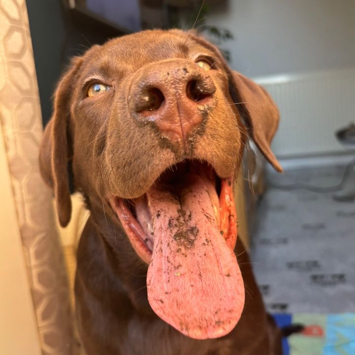 dougie