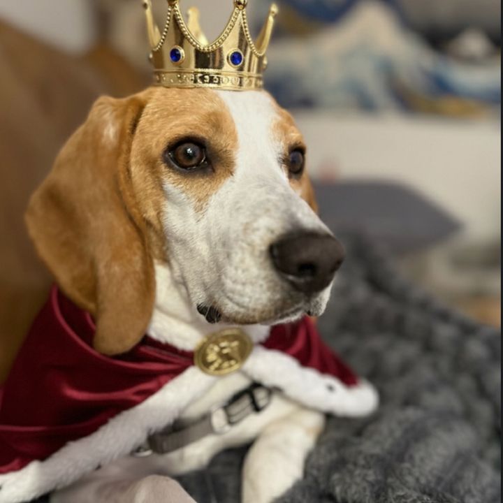 🐶copper_kingofchaos🦴