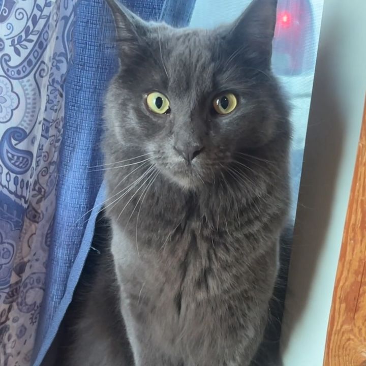 Astro🐈‍⬛