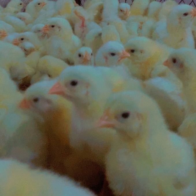 Al Makkah Poultry Farm Bhalwal