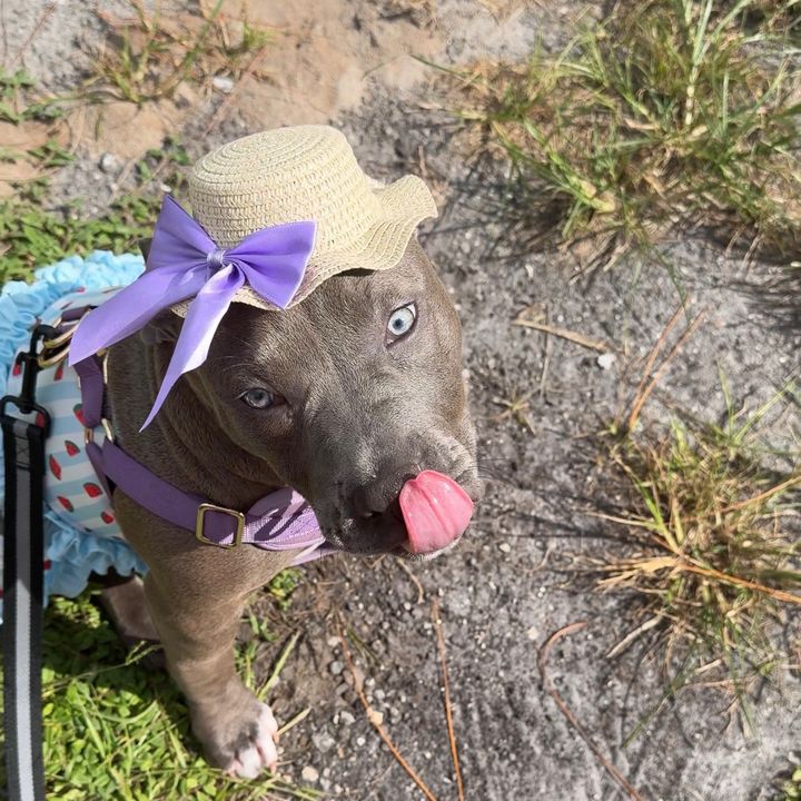 Noa la pitbull