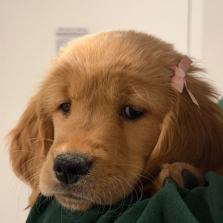 ROZIE THE GOLDEN