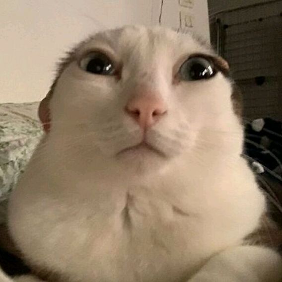 Cat Memes & Brainrot 😸