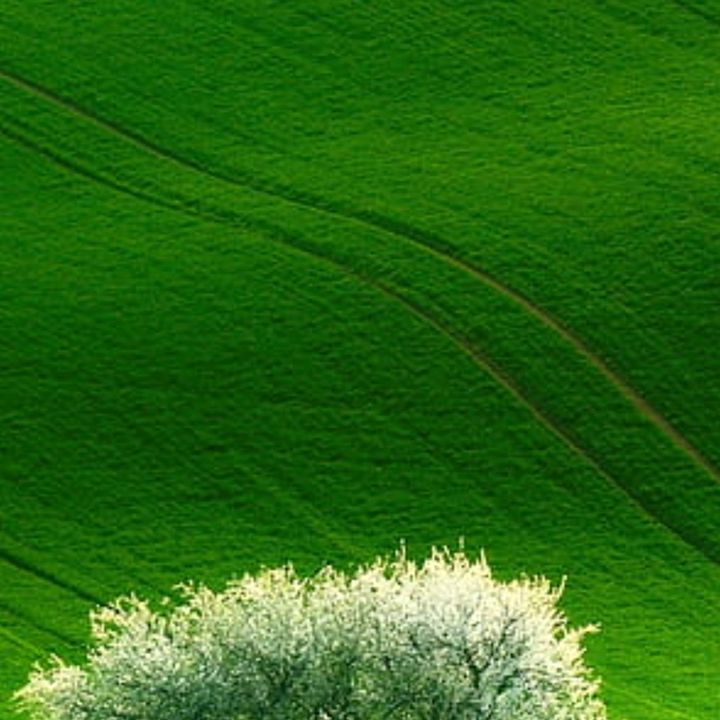 GREEN STORE HERBAL
