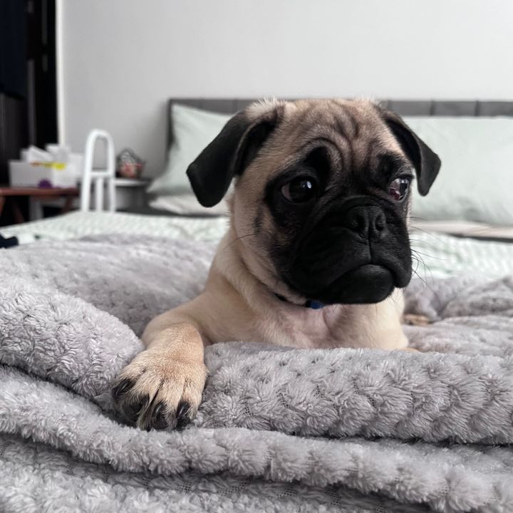 reggiethepug