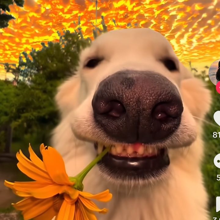 Stellarpet